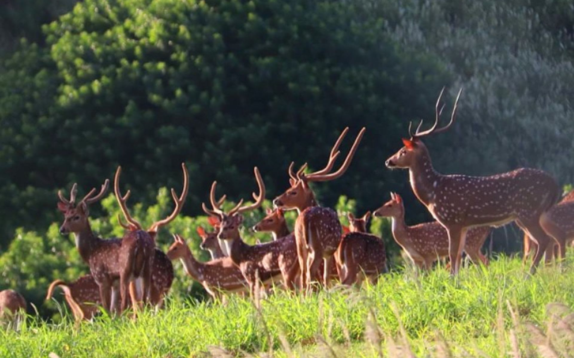 Sustainable Living: The Axis Deer on Maui