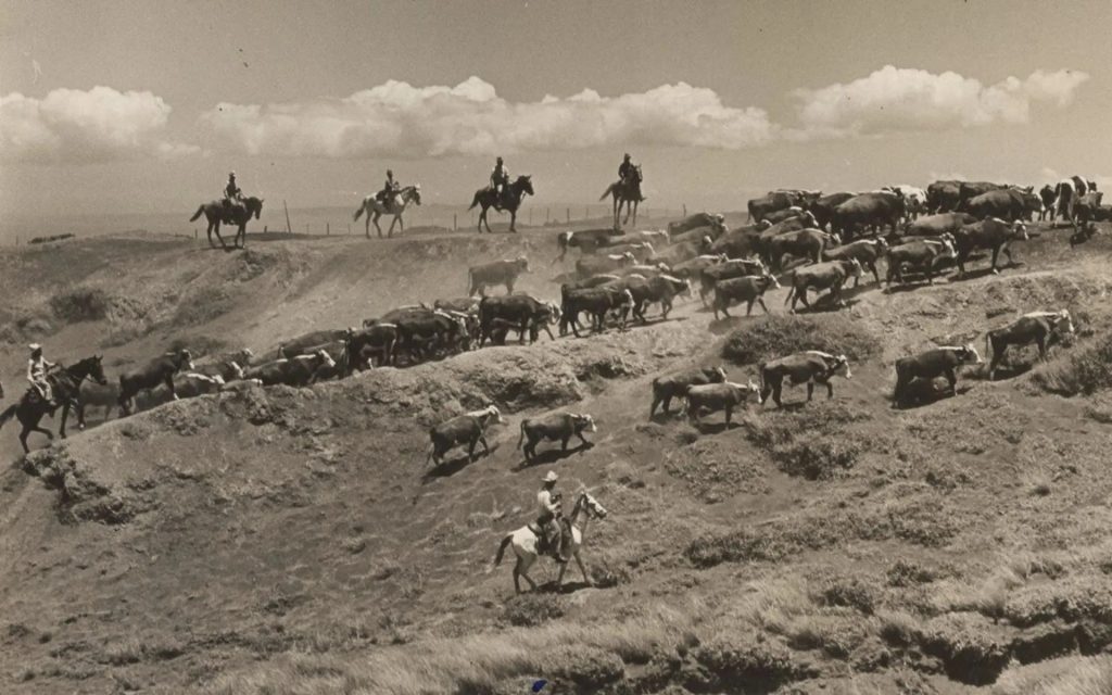 upcountry-maui-home-to-the-hawaiian-cowboys