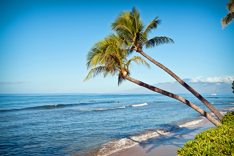 A couple of palm trees on a beach near the ocean