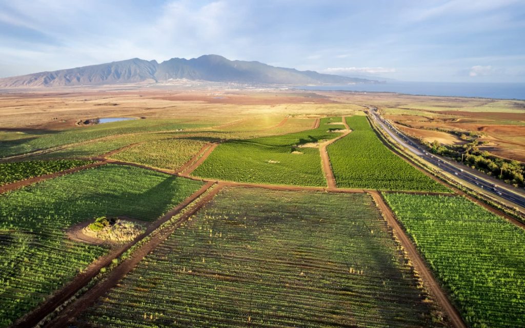 1 Million Trees Planted to Increase Food Security on Maui