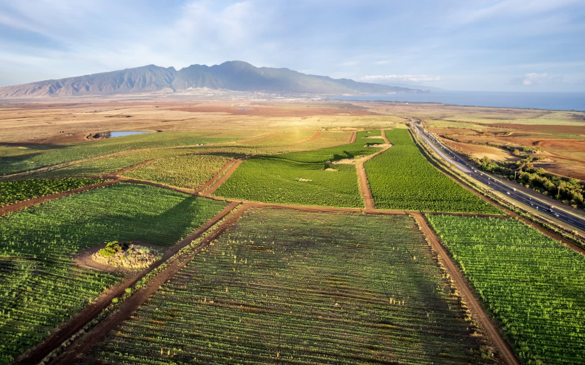 1 Million Trees Planted to Increase Food Security on Maui