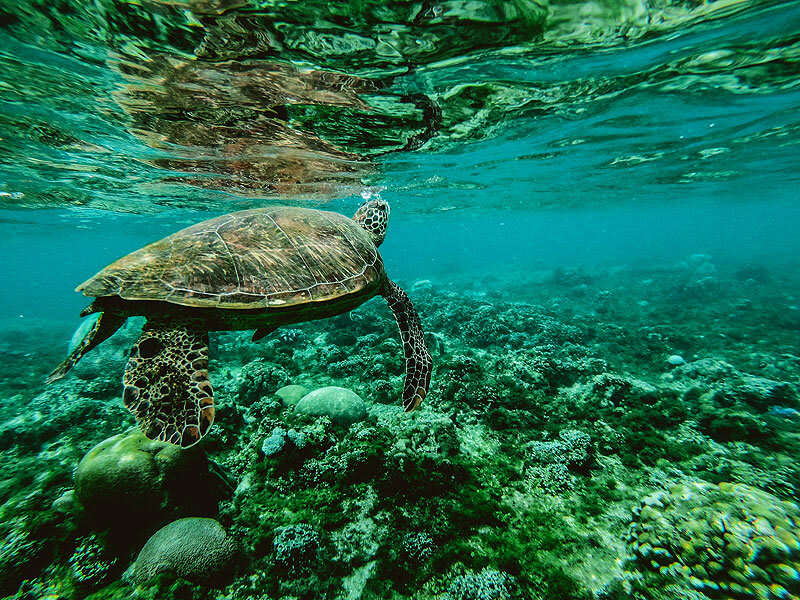 turtle