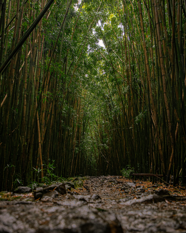 Haiku bamboo