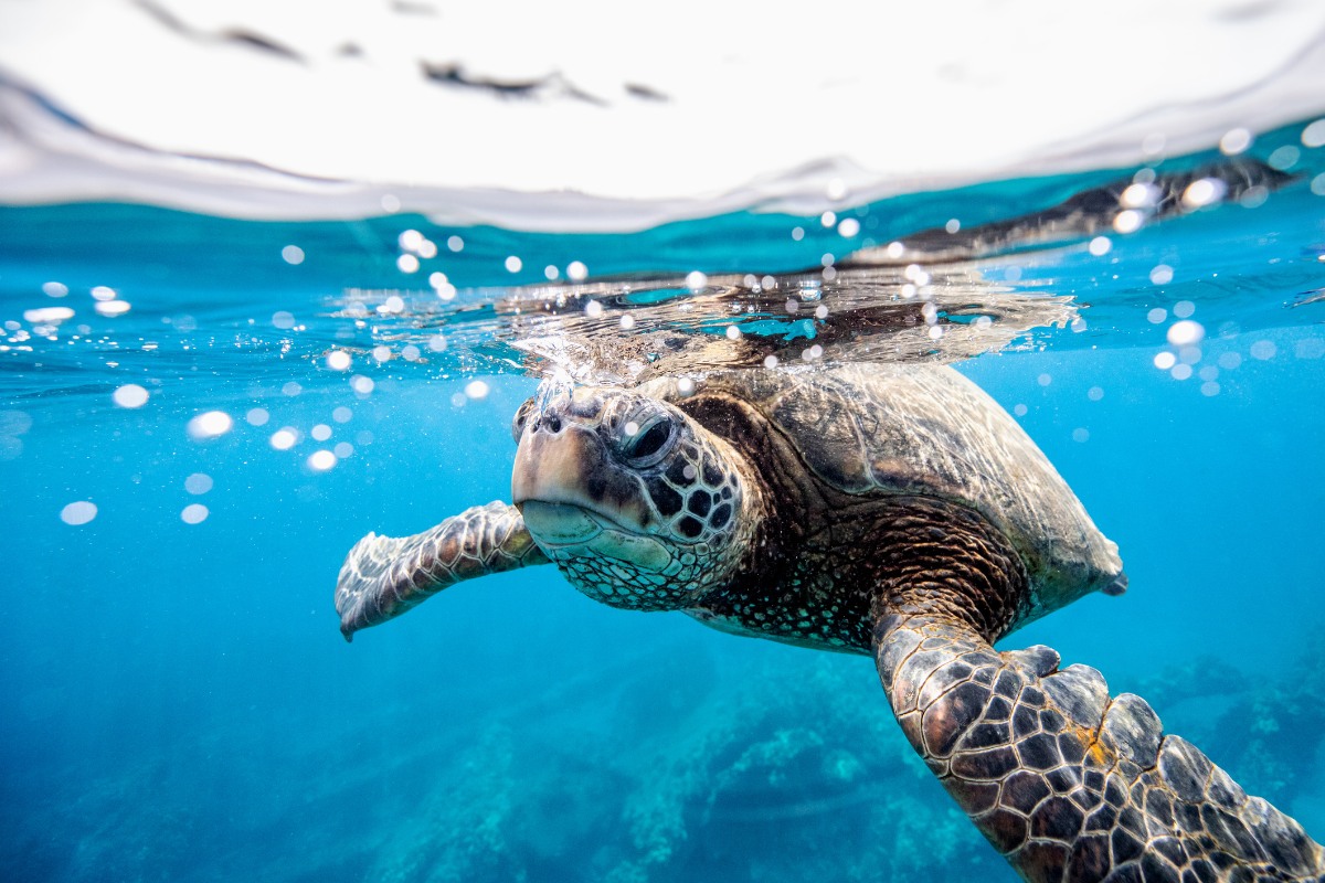 Sea turtle swimming in the ocean