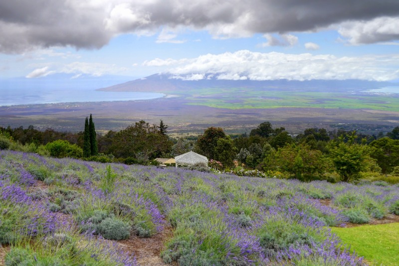 Kula Lavender Farm