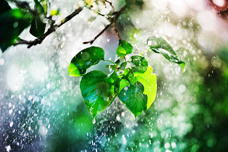 How a Haiku Buyer’s Agent Can Save You Time and Money