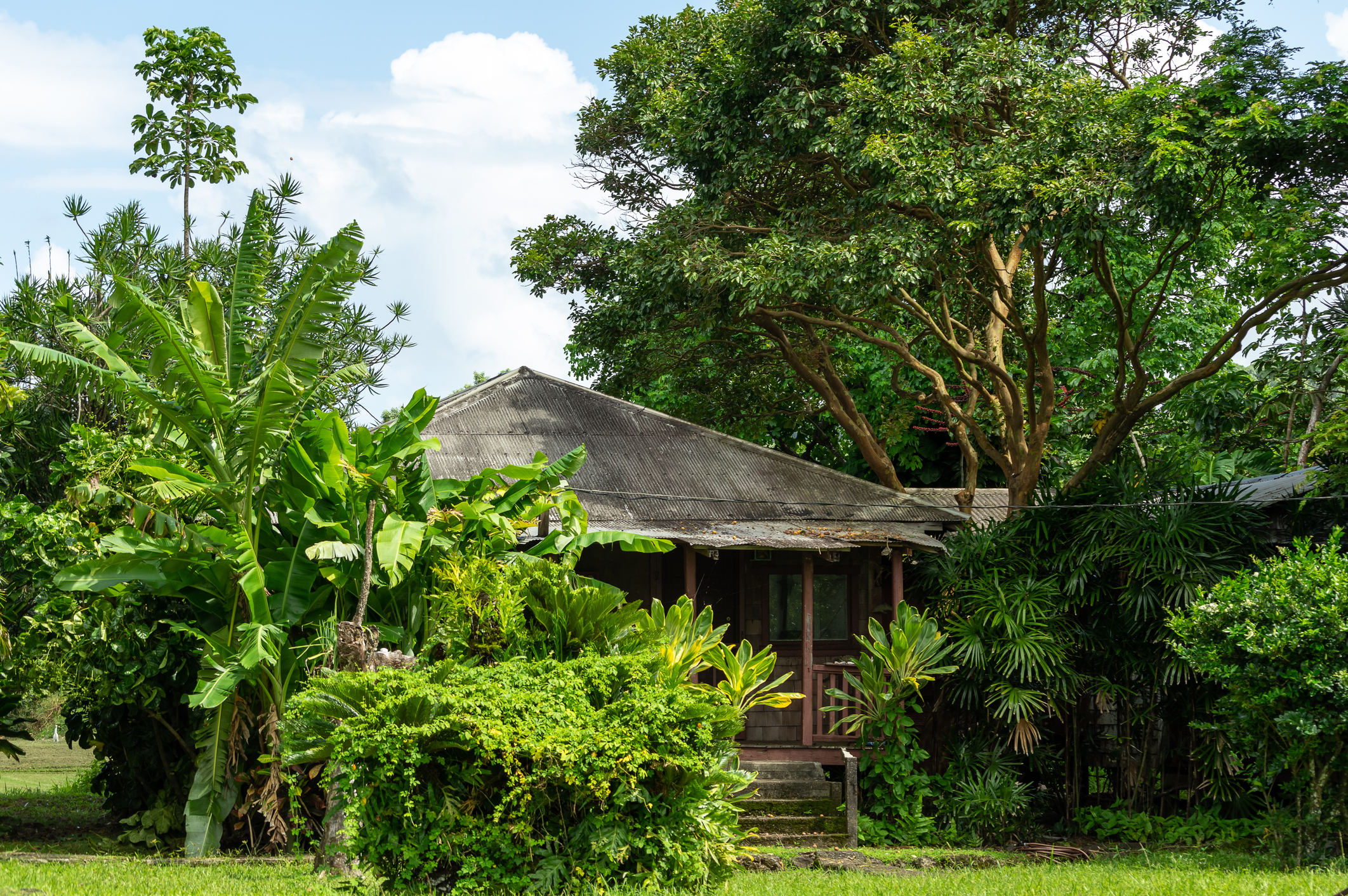 Scenery of a home in Maui, Hawaii, surrounded by trees and lush vegetation