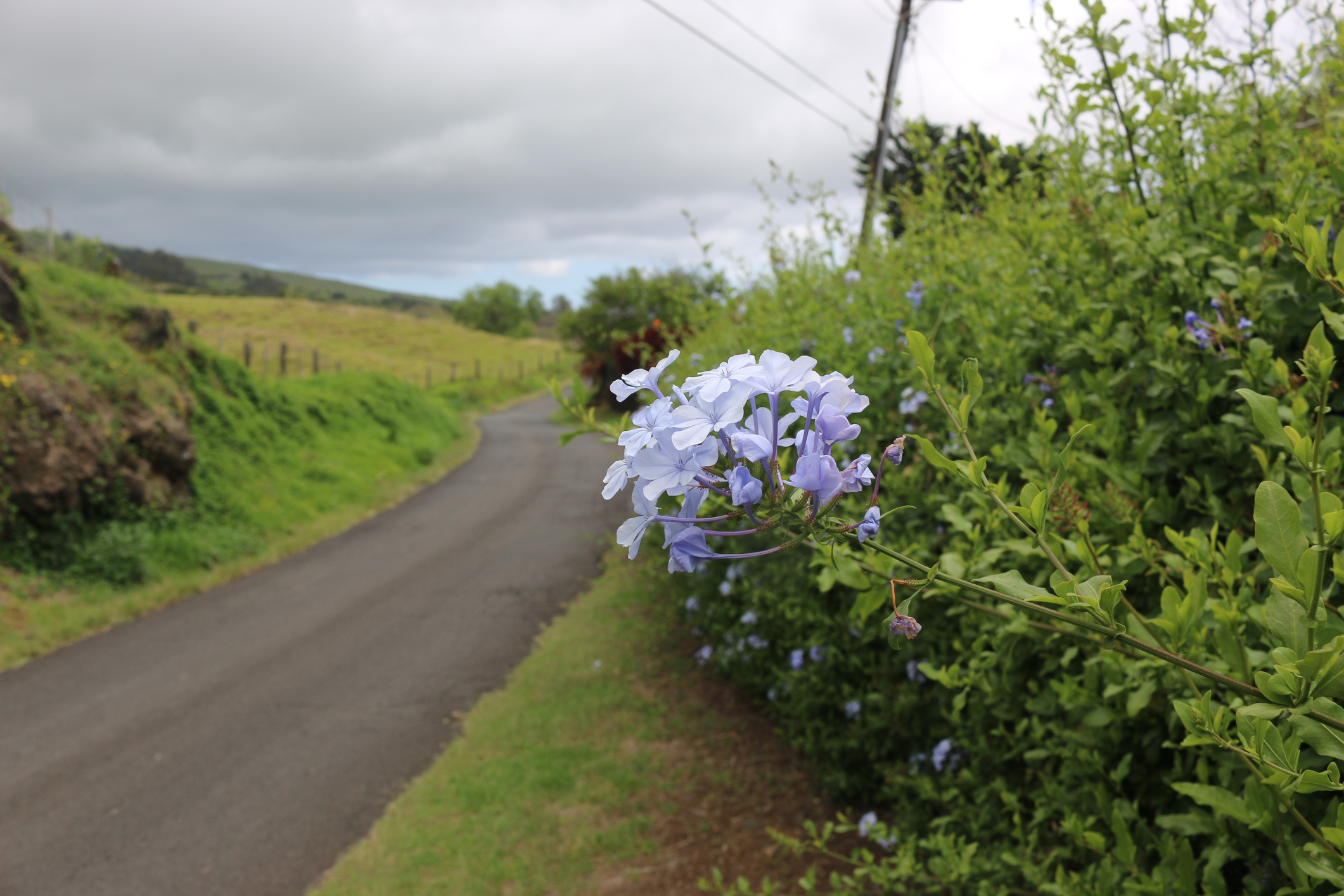 Blue hydrangea on the side of a narrow road in Kula, Maui